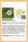 Preview: Passiflora foetida, 6 Samen